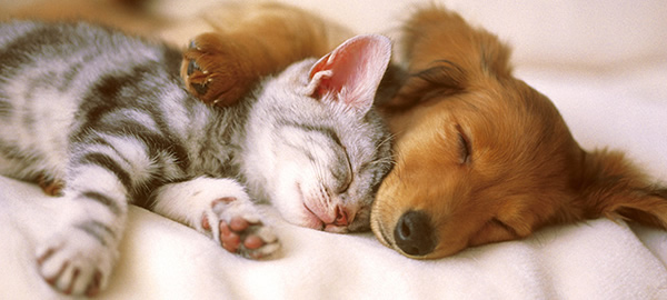 Réunion dédommagée sur les chiens et les chats Réunion dédommagée sur les chiens et les chats