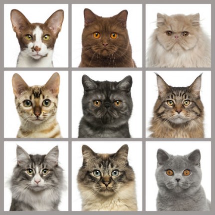 Test conso pour les chats Test conso pour les chats