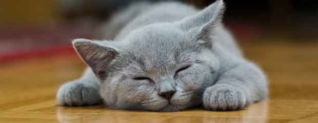 Test conso pour les chats Test conso pour les chats