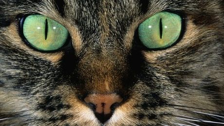 Test conso pour les chats Test conso pour les chats