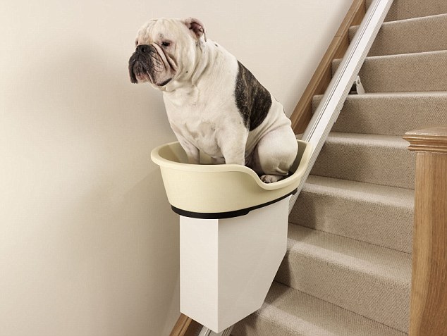 Etude pour les chiens en surpoids et leur maitre Etude pour les chiens en surpoids et leur maitre