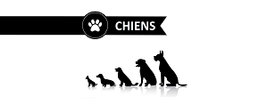 Etude sur l'alimentation canine Chiens