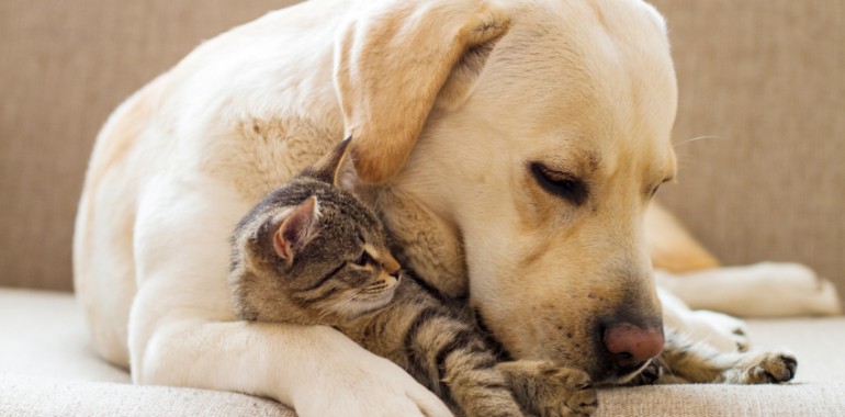 Réunion dédommagée sur les chiens et les chats 