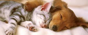 Réunion dédommagée sur les chiens et les chats 