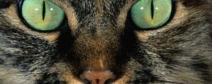 Test conso pour les chats