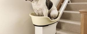 Etude pour les chiens en surpoids et leur maitre