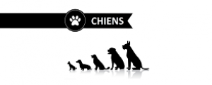 Chiens