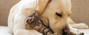 Réunion dédommagée sur les chiens et les chats 